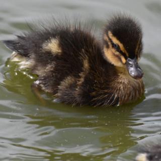 A duckling in water