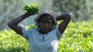 Sri Lankan tea picker works on a plantation