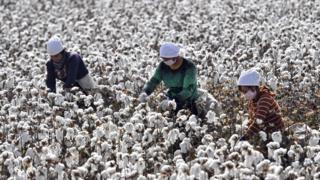 Farmers pick cotton during the harvest on October 21, 2019 in Shaya County, Xinjiang Uygur Autonomous Region of China.