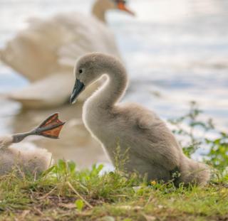 A cygnet by water