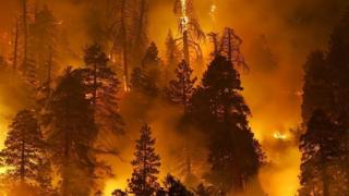 Bosque ardiendo