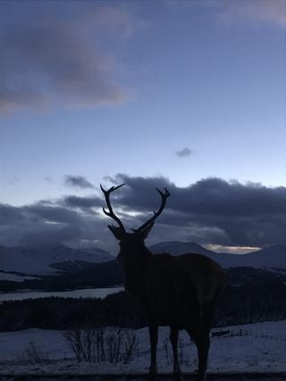 stag silhouette