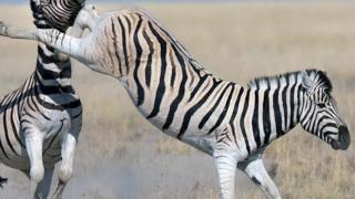 Tendangan zebra
