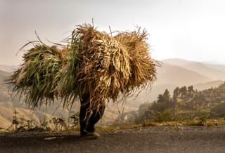 Bringing Home the Fodder by Evelyn Nodwell