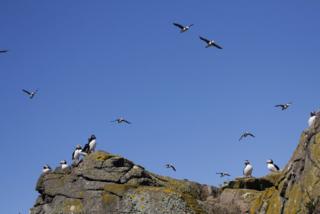 Puffin on the Isle of May
