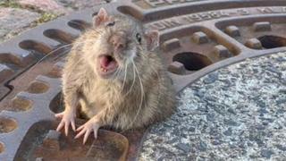 A rat looks directly at the camera with half its body emerging from a ventilation hole - and its belly spilling over the sides around the middle