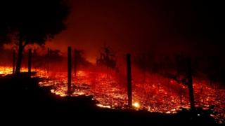 A vineyard burns overnight during a wildfire that destroyed dozens of homes in Thousand Oaks, California