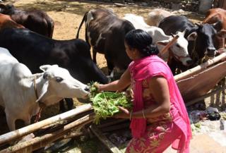 गाय