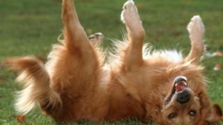 Cachorro rolando sobre a grama