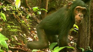 Nigeria-Cameroon chimpanzee for forest