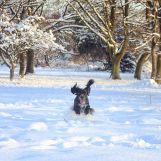 Dog running in snow