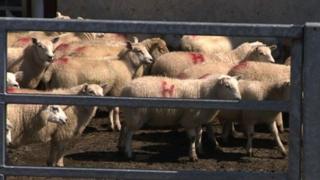 Sheep