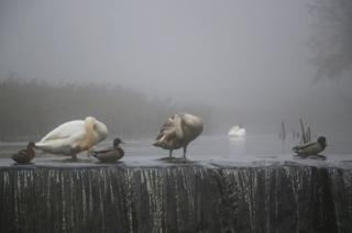 Swans and ducks in water