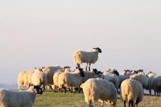 Sheep on White Horse Hill