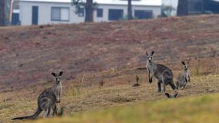 Three kangaroos stand near houses in Merimbula, New South Wales, on Monday