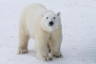 Oso polar