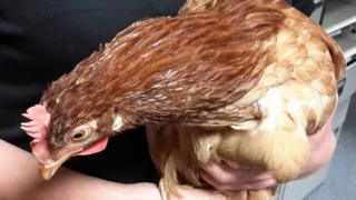 Chicken