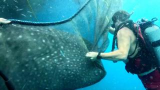 Diver pulls net off trapped whale shark