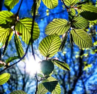 Sun shining through trees