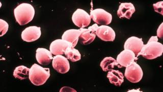 Cryptosporidium parvum