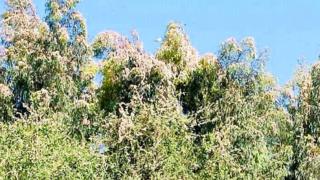 ዕስለ ኣንበጣ ኣብ ኣግራብ ራያ ዓዘቦ ጣብያ ሓድሽ ቅኚ