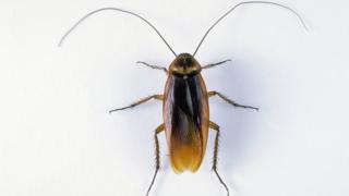 Cucaracha