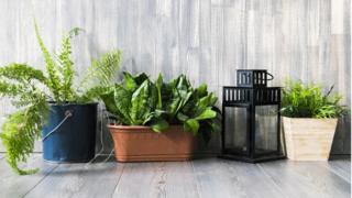 Tres macetas en el suelo con tres plantas distintas