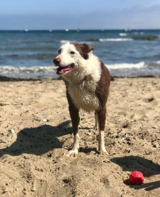 dug