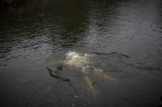 The wild swimmers of Henleaze Lake - BBC News