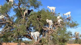 Cabras en Marruecos