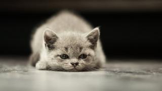 Gato