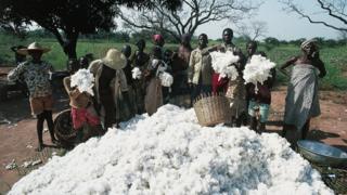 Une récolte de coton dans un village béninois