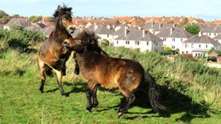 Exmoor ponies on North Berwick Law