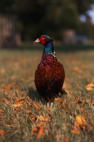 A pheasant image outside Blenheim Palace