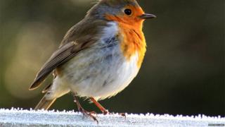 Your UK winter photos - BBC Weather