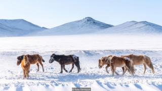mongolia, -40, danau khovsgol, festival