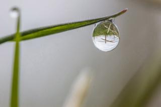 Nature's Tears