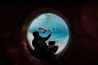 A Zoo keeper poses with Humboldt penguins
