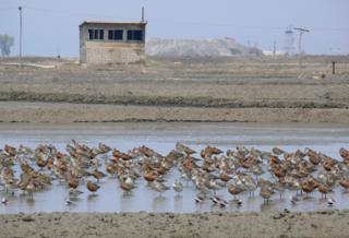 Pájaro aguja colipinta, Corea del Norte
