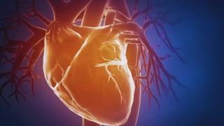 Heart