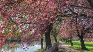 Cherry blossom by a lake