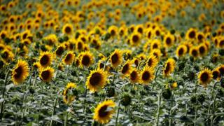 Sunflowers in a field in Agen, France