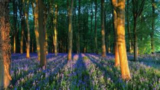 Bluebells on Badbury Hill
