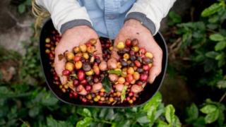 Kita meminum dua jenis kopi dari 100 buah yang tumbuh di alam.