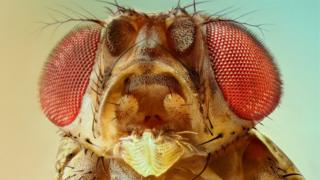 Mosca de la fruta