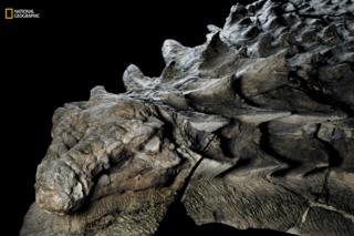 Foto del nodosaurus hallado en Canadá