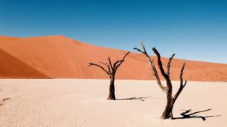 Árboles en el desierto.