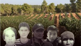 အစ္စရေးက အမေ့ခံ ထိုင်းလုပ်သားတွေ ဘဝ