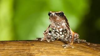 katak, india