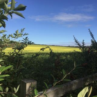 Looking out towards the Gog Magog Hills in Cambridge